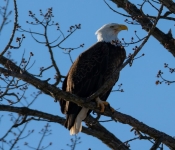 2023 02 11 RedwingEagles 022